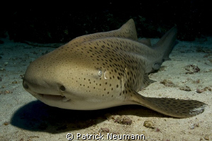 leppard shark by Patrick Neumann 